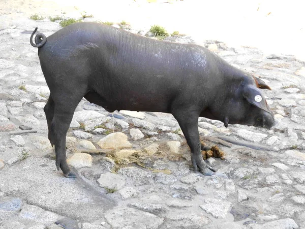 Hiszpańska Iberyjska Świnia Sika Ulicy Salamanka Hiszpania — Zdjęcie stockowe