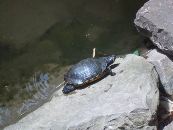 Sköldpadda Sten Vid Dammen Trieste Italien — Stockfoto