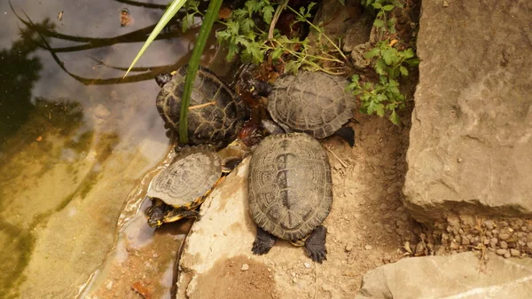 Tortugas Las Piedras Junto Estanque — Foto de Stock