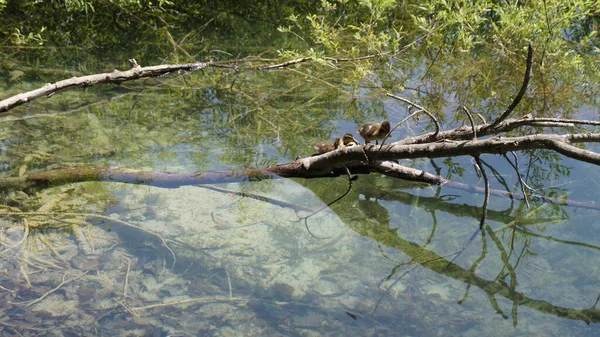 Ducklings Tree Lake Plitvice Lakes National Park Croatia — Stock Photo, Image