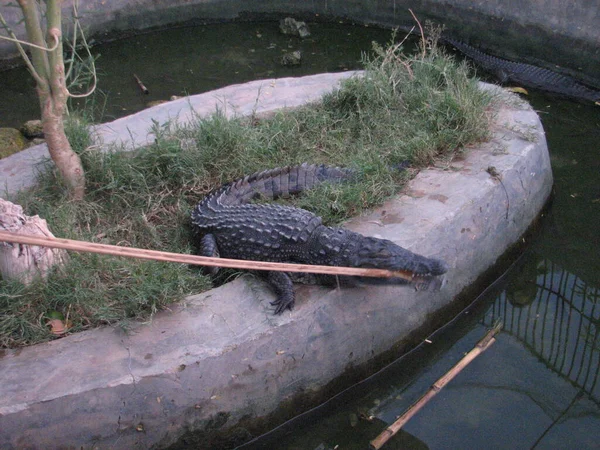 Lebendes Krokodil Teich — Stockfoto