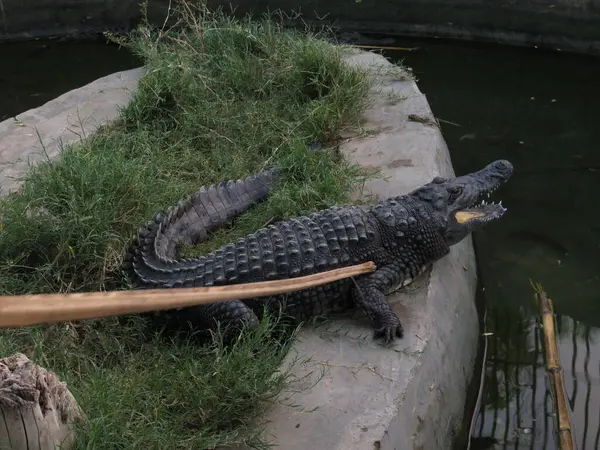 Lebendes Krokodil Teich — Stockfoto