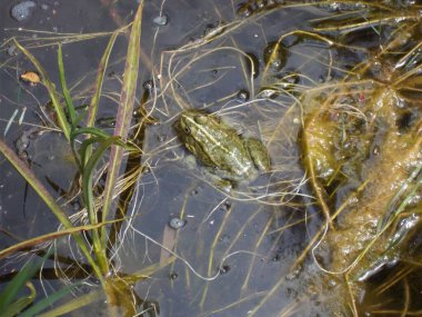 Bataklıktaki kurbağa. Güzel, Fransa