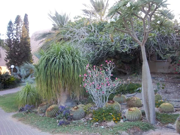 内盖夫沙漠中的Ein Gedi植物园 以色列 — 图库照片