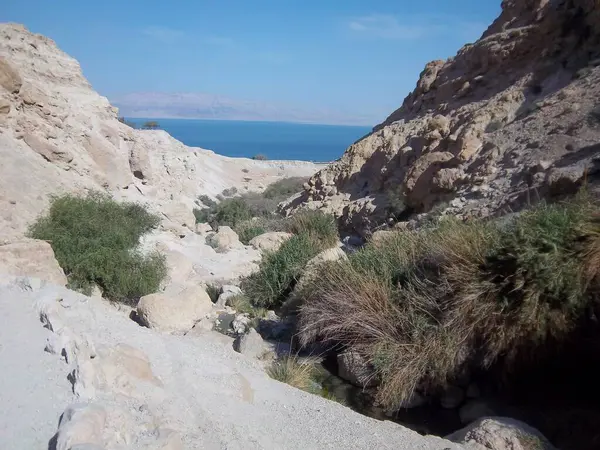 Ein Gedi Reserva Natural Para Mar Morto Israel — Fotografia de Stock