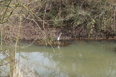 Wuhle Nehri 'ndeki turna. Biesdorf, Berlin, Almanya.