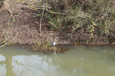 Wuhle Nehri 'ndeki turna. Biesdorf, Berlin, Almanya.