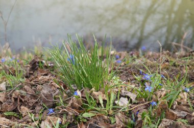 Mart ayında Wuhle Nehri kıyısında kar damlaları. Biesdorf, Berlin, Almanya.