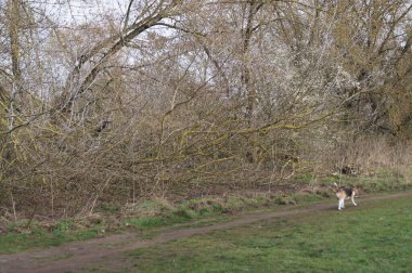 Baharda ağaçlar. Köpek. Kaulsdorf, Berlin, Almanya.