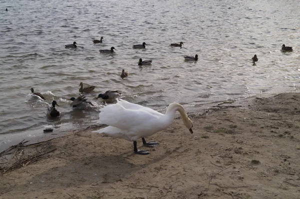 Cisne Blanco Patos Salvajes Lago Butzer Kaulsdorf Berlín —  Fotos de Stock