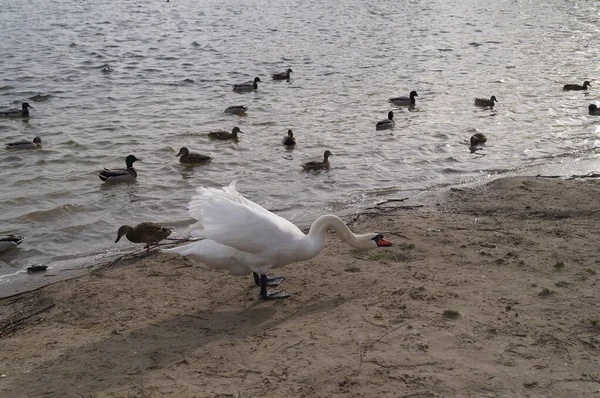 Cisne Blanco Patos Salvajes Lago Butzer Kaulsdorf Berlín —  Fotos de Stock