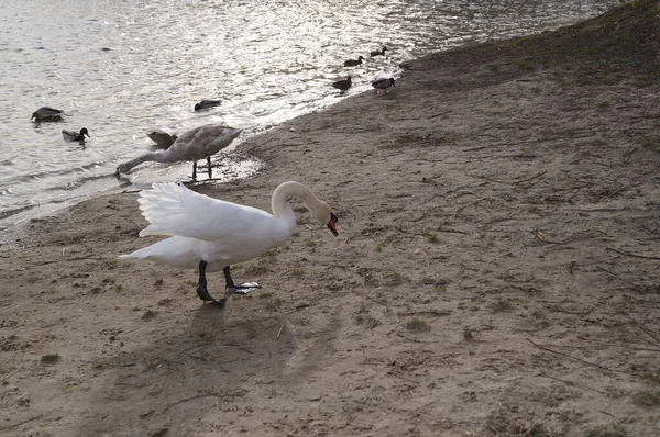 Cisnes Blancos Patos Salvajes Lago Butzer Kaulsdorf Berlín —  Fotos de Stock