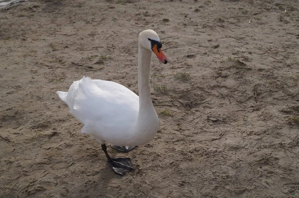 Cisne Blanco Lago Butzer Kaulsdorf Berlín Alemania —  Fotos de Stock