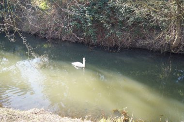 Wuhle Nehri 'ndeki kuğu. Berlin, Almanya.