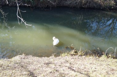 Wuhle Nehri 'ndeki kuğu. Berlin, Almanya.
