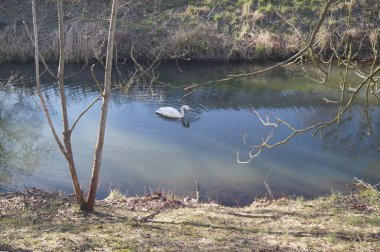 Wuhle Nehri 'ndeki kuğu. Berlin, Almanya.
