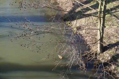 Wuhle Nehri 'ndeki ördek. Berlin, Almanya.