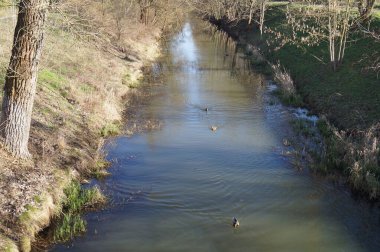 Wuhle Nehri 'ndeki ördekler. Berlin, Almanya.