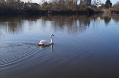 Wuhlesee 'de kuğu. Kaulsdorf, Berlin, Almanya.
