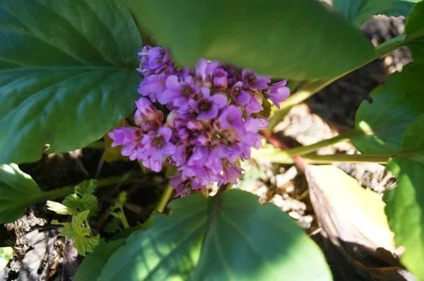 Berlenia Cordifolia Spring Garden Berlin — 스톡 사진