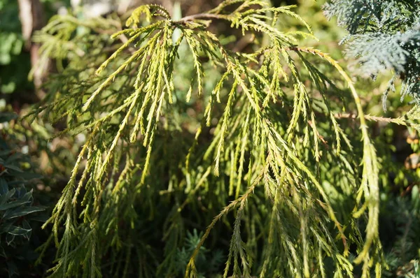 Coniferous Plants Garden Yellow Thread Cypress Sungold Berlin — Stock Photo, Image