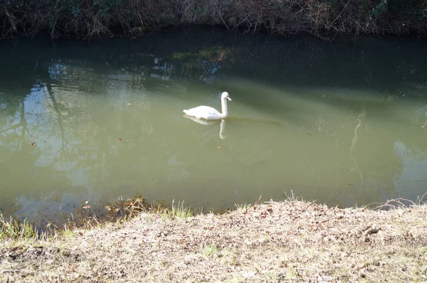 Cygne Sur Rivière Wuhle Berlin Allemagne — Photo