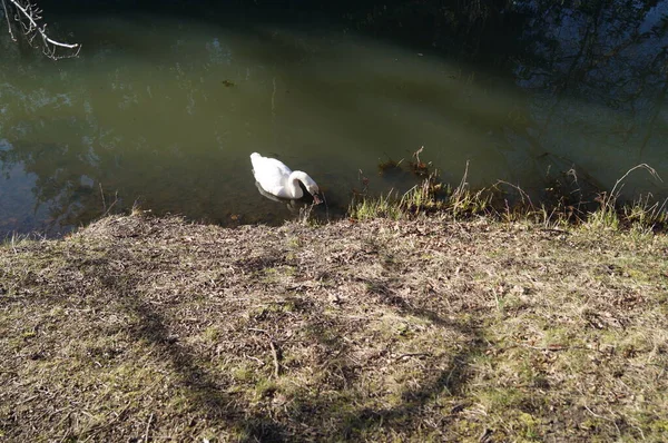 Swan Wuhle River Berlin Germany — Stock Photo, Image