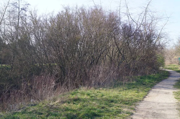 Baharda Riverbank Wuhle Nehri Berlin Almanya — Stok fotoğraf