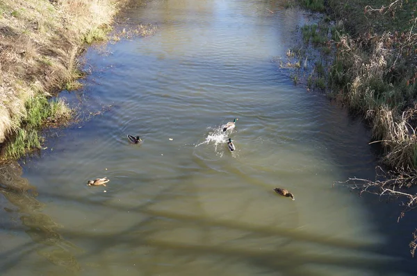 Ducks Wuhle River Berlin Germany — Stock Photo, Image