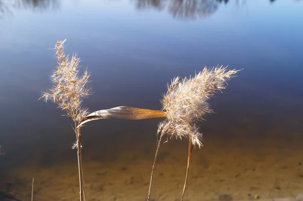 Typha Latifolia Στο Wuhlesee Kaulsdorf Βερολίνο Γερμανία — Φωτογραφία Αρχείου