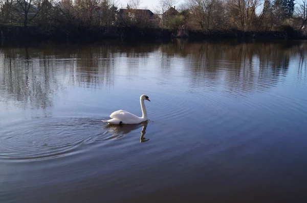 Swan Wuhlesee Kaulsdorf Berlín Německo — Stock fotografie