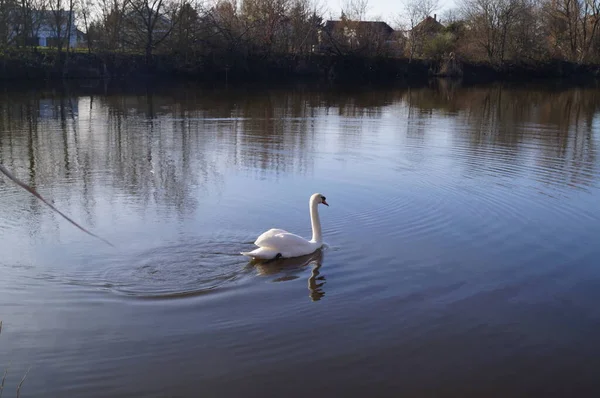 Schwan Wuhlesee Kaulsdorf Berlin Deutschland — Stockfoto