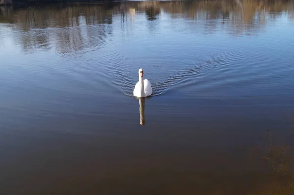 Cisne Wuhlesee Kaulsdorf Berlim Alemanha — Fotografia de Stock