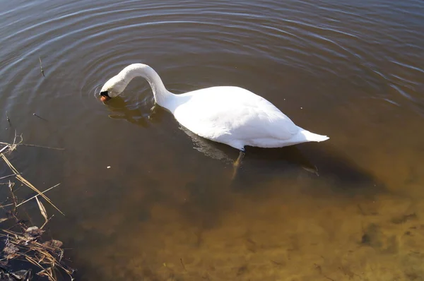 Cisne Wuhlesee Kaulsdorf Berlim — Fotografia de Stock