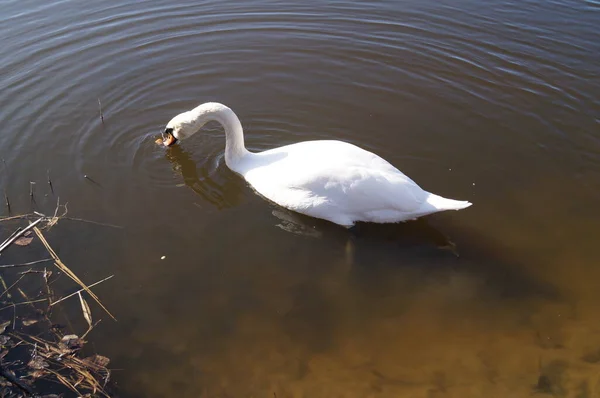 Wuhlesee Kuğu Kaulsdorf Berlin — Stok fotoğraf