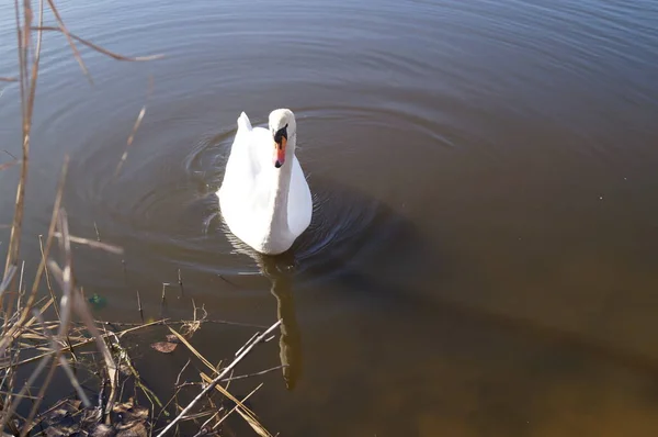 Cisne Wuhlesee Kaulsdorf Berlín —  Fotos de Stock