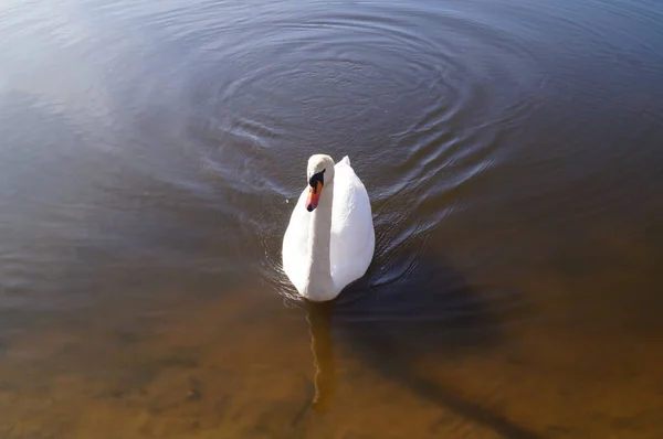 Cisne Wuhlesee Kaulsdorf Berlim — Fotografia de Stock