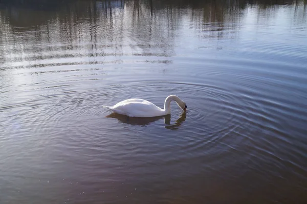 Cisne Wuhlesee Kaulsdorf Berlín — Foto de Stock