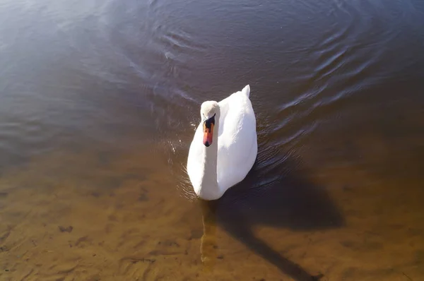 Swan Wuhlesee Kaulsdorf Berlin — Stock Photo, Image