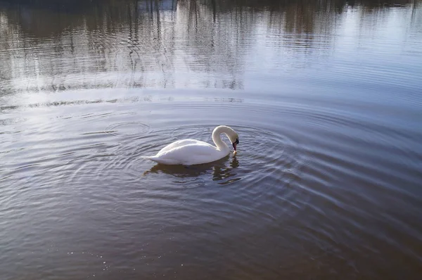 Cisne Wuhlesee Kaulsdorf Berlín — Foto de Stock