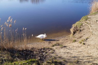 Wuhlesee 'de kuğu. Kaulsdorf, Berlin.