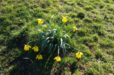Baharda nergisler. Berlin.