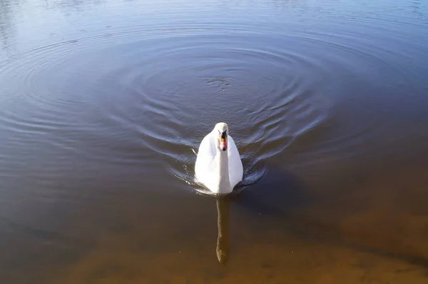 Cisne Wuhlesee Kaulsdorf Berlim — Fotografia de Stock