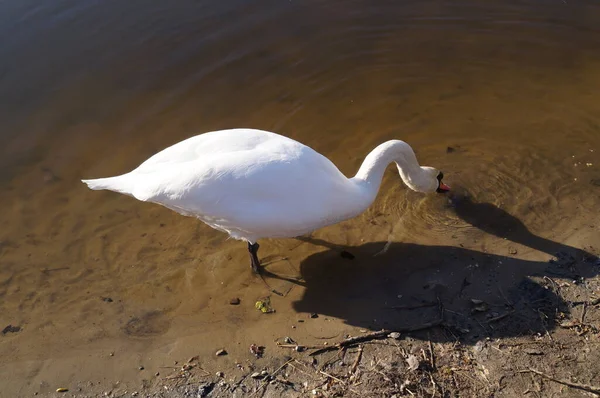 Cygne Sur Wuhlesee Kaulsdorf Berlin — Photo