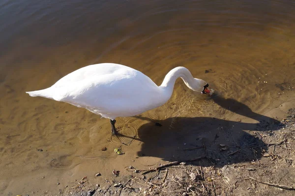 Cisne Wuhlesee Kaulsdorf Berlín — Foto de Stock