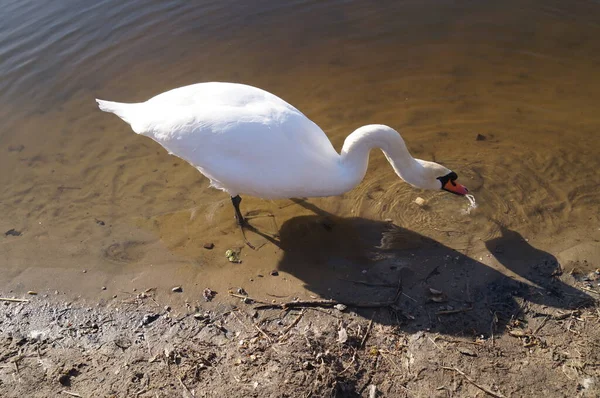 Cisne Wuhlesee Kaulsdorf Berlim — Fotografia de Stock