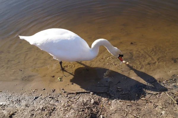 Łabędź Wuhlesee Kaulsdorf Berlin — Zdjęcie stockowe