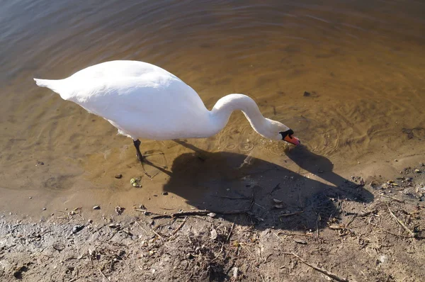 Łabędź Wuhlesee Kaulsdorf Berlin — Zdjęcie stockowe