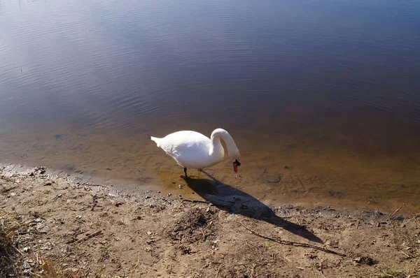 Schwan Wuhlesee Kaulsdorf Berlin — Stockfoto