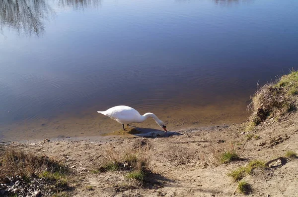 Cygne Sur Wuhlesee Kaulsdorf Berlin — Photo